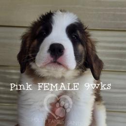Pink collar FEMALE - White and brown female Saint Bernard puppy in Kaukauna, Wisconsin from Holtz Family Saints