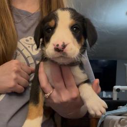 Pink Girl - Black, white and red female Greater Swiss Mountain Dog puppy in Lower Burrell, Pennsylvania from Polyanna’s GSMD
