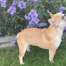 French Bulldogs from Pacific Wonderland French Bulldogs