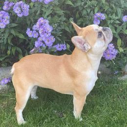 French Bulldogs from Pacific Wonderland French Bulldogs