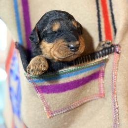 Mr Orange - Black and tan male Airedale Terrier puppy in Mooresville, North Carolina from Farm 55