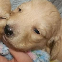 Winter - Cream female Dachshund puppy in Cypress, Texas from Cypress Dachshunds