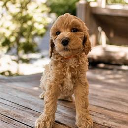 Magnolia - Apricot female Goldendoodle puppy in Macclenny, Florida from Baker County Goldendoodles
