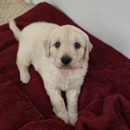 Candy - Cream female Goldendoodle puppy in Pensacola, Florida from Goldendoodles Love You in Pensacola Friend Edition