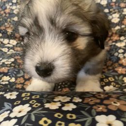Coton de Tulear Puppies from Catawba Cotons