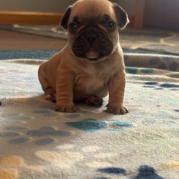 French Bulldog Puppies from Frenchie Kingdom