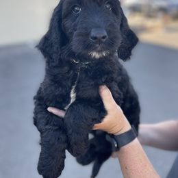 Aussiedoodle and Goldendoodle Puppies from KJ Doodles