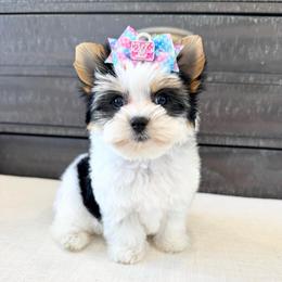 Lilly Puplitzer - Black tan and white female Biewer Terrier puppy in North Chelmsford, Massachusetts from Coastal Yorkshire Terrier Yorkies & Biewer Terriers