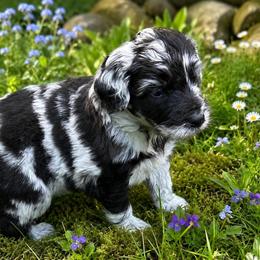 Dark blue Merle girl - Blue merle female Aussiedoodle puppy in Sandwich, Massachusetts from Cape Cod Aussies / Cape Cod Poodles and Doodles
