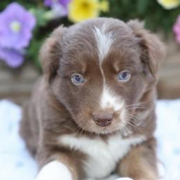 Callie - Red tri-color female Australian Shepherd puppy in Hillsboro, Ohio from Sugar Grove Farms