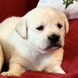 Yellow girl 4 - Yellow female Labrador Retriever puppy in Jamestown, Ohio from Heartlands Quality Labrador Retrievers
