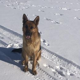 Klava - German Shepherd