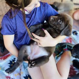 Labrador Retriever Puppies from Knotty Creek Labradors
