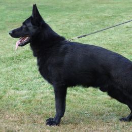 Uso - German Shepherd