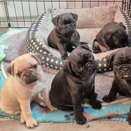 Pug puppies from Kayla's Pugs