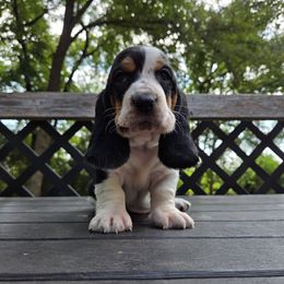 Jenny 2,140 - Black white and brown female Basset Hound puppy in Denison, Texas from Emma Lou's Baby Bassets