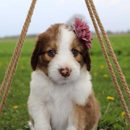Luna - White and gold female Bordoodle puppy in Ashland, Ohio from Cherry Blossom Doodles