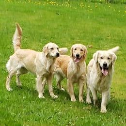 Golden Retrievers from Sabins Golden Dreams