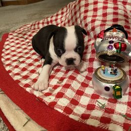Luna AKC - Boston Terrier puppy from Boston Kup Breeders