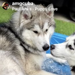 Eli - Siberian Husky