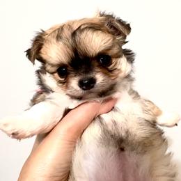 Exotic Beauty. small - Chocolate sabled fawn female Chihuahua puppy in Santa Rosa Beach, Florida from Eva's Chihuahua