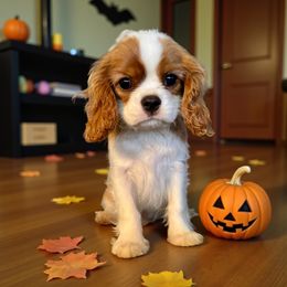 Jax - Akc CH Sired - Blenheim male Cavalier King Charles Spaniel puppy in Shepherdsville, Kentucky from Cavalierkentuckypride