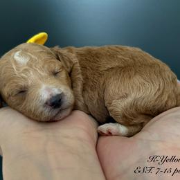 K- YELLOW GIRL - Red  female Goldendoodle puppy in Lewisville, Texas from Texas Goldendoodle Lovers