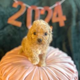 Darcy - Cockapoo puppy in La Grange, Kentucky from Bluegrass Doodle Buddies