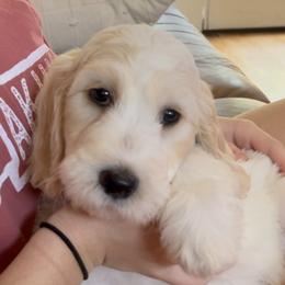 Goldendoodles from Brazos Valley Goldendoodles