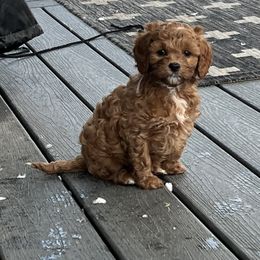 Cavapoo Puppies from Poseydoodle