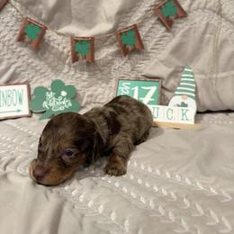 Boone - Chocolate and tan male Dachshund puppy in Stilwell, Oklahoma from B & K Dachshunds