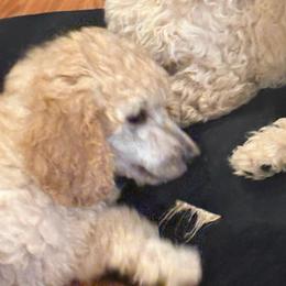 Dynasty (pick of the litter) red collar - Red  female Poodle puppy in Lebanon, Ohio from Lucky's Legacy