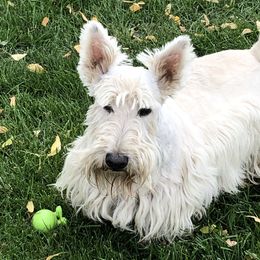 Mr. Watson - Scottish Terrier
