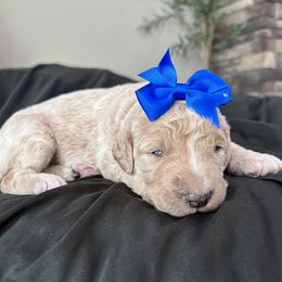 Hope - Cream female Goldendoodle puppy in Wyandotte, Oklahoma from Goldendoodles of NE OK