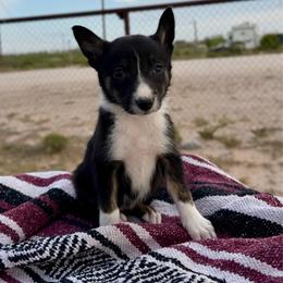 Tempest - Tri-color female Border Collie puppy in Odessa, Texas from High Velocity Stockdogs