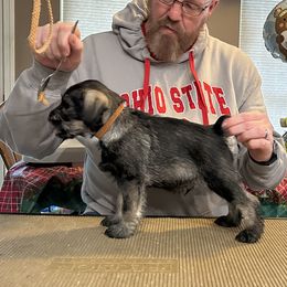 Boy 3 - Standard Schnauzer puppy from Nordic Sky- Standard Schnauzers