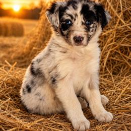 Freedom - Blue merle female Border Collie puppy in Lakeport, California from Akins Aussies/Wild Rose Ranch