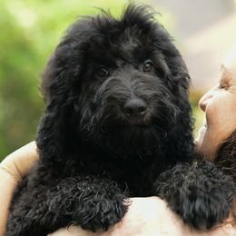 Sheepadoodle Puppies from Riley Grace Puppies