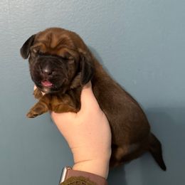 Hermoine Granger - Mahogany and white female Basset Hound puppy in Leroy, Michigan from Iron Sentry Farms