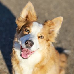 Vera - Border Collie