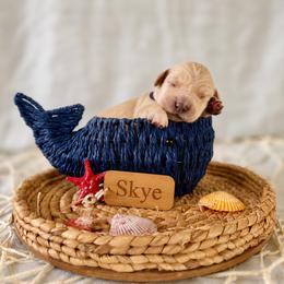 Skye - Golden female Golden Retriever puppy in San Bernardino, California from Thegoldendreams1
