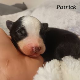 Australian Shepherd Puppies from Van Huitt Australian Shepherds