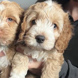 Girl 3 - Cockapoo puppy from Cooper Family Cockapoos
