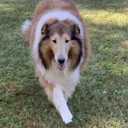 Bella - Collie