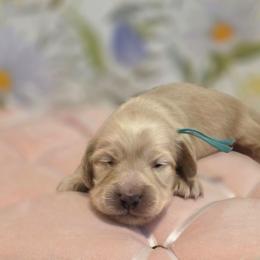 Girl 2 - Cream female Dachshund puppy in Romney, Indiana from Brown's Valley Dachshunds