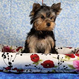 Lily - Blue and gold female Yorkshire Terrier puppy in Pinellas Park, Florida from Silversands Yorkshire Terriers