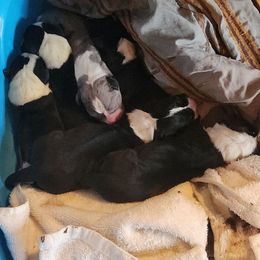 Mantle female 3 - Mantle female Great Dane puppy in Gig Harbor, Washington from Lakaya Danes