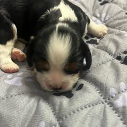 Boy2 - Tri-color male Cavalier King Charles Spaniel puppy in Morriston, Florida from Cutesy Cavaliers