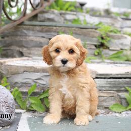 Jenny - Red female Cockapoo puppy in Canastota, New York from Silver City Cockapoos