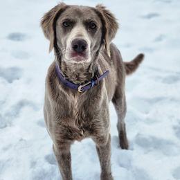 Weimaraner puppies from Willow Ridge Kennel